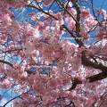 Le Cerisier en fleurs
