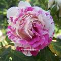 Rose du jardin
