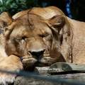 Lionne du Zoo de Beauval - France