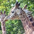 Girafes du Zoo de Beauval - France