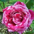 Rose du jardin
