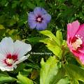 Hibiscus du jardin