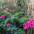 Magnifiques roses.