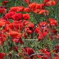 Coquelicots