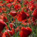 Coquelicots