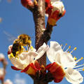 méh, tavasz, barackvirág, zümi, napsütés