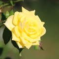 Nyílik még a sárga rózsa