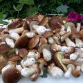 Champignons - Cèpes