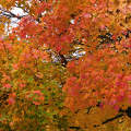 Az ősz varázslatosan bánik a színekkel.