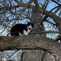 Macska a fán