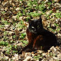 Napozó fekete cica