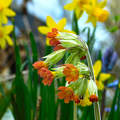 Tavaszi virágözön: primula, nárcisz, jácint