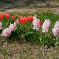 jácint, tulipán, tavaszi virág