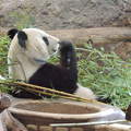 Panda mackó a Bécsi állatkertben