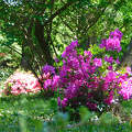 Szombathely, Kámoni arborétum, rododendron