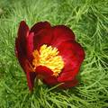 Keleti bazsarózsa(Paeonia tenuifolia)