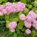 Hortensias