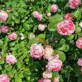 Roses du jardin