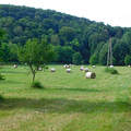 erdő- mező