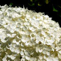 hortenzia