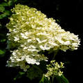 hortenzia