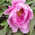 Pivoine