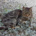 Grizabella a macska