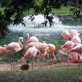 Flamants roses au Zoo de la Palmyre - France