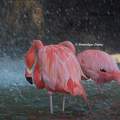 Flamants roses au Zoo de la Palmyre - France