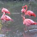 Flamants roses au Zoo de Beauval