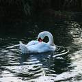 Hattyú