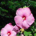 Óriás hibiszkusz