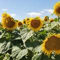Tournesols