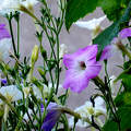 petunia, kerti virág