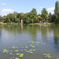 Szarvas