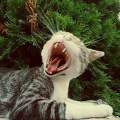 Pocak the tiger...