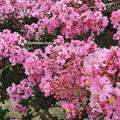 Lagerstroemia indica rose fuchsia