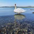 Krisztálytiszta víz Balatonfűzfőn.