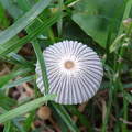 Gomba