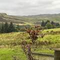 Lochwinnoch (Skócia)