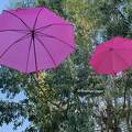 Parapluies roses