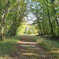 Forêt