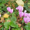 Cyclamens