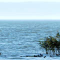 balaton, nádas, madár