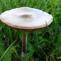 gomba