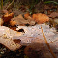 November