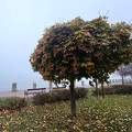 Balatonkenese