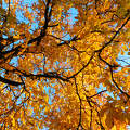 Ragyogó november
