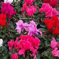 Cyclamens