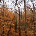 November vége az erdőben